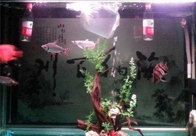 龍魚感染細(xì)菌怎么辦？：(混養(yǎng)龍魚打架怎么辦)-龍魚打架怎么辦 龍魚百科 第10張