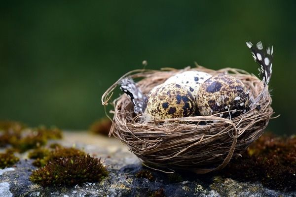 金龍魚頭部看見很老的魚：金龍魚為什么看起來比實際年齡更老？ 水族問答 第2張