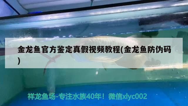 金龍魚大豆油真?zhèn)尾樵儯喝绾巫R別金龍魚油的真假 龍魚百科 第1張