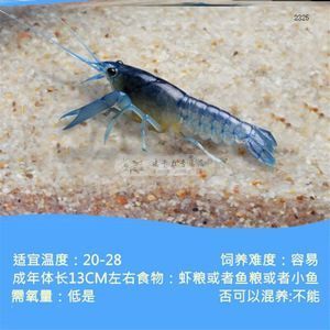 龍魚的嘴撞傷了會(huì)怎么樣：龍魚吃蝦好還是吃蝦好，怎么正確喂養(yǎng)龍魚 龍魚百科 第1張