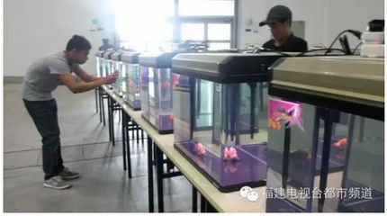 皇宮紅龍魚大概價位多少錢一條：皇宮紅龍魚價格波動原因如何辨別皇宮紅龍魚市場價格波動原因 紅龍魚百科 第5張