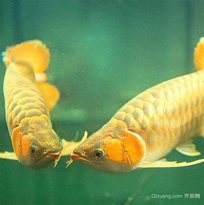 龍魚對水溫的要求：龍魚發(fā)色最佳飼料品牌，龍魚吃什么最好增色 龍魚百科 第10張