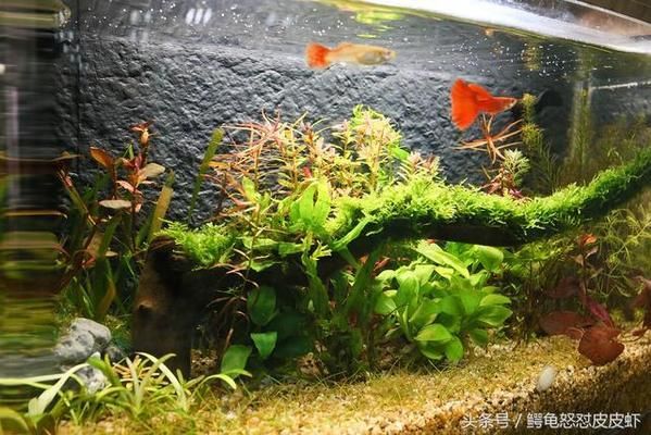 如何防止魚缸內(nèi)物品傷魚：防止魚缸內(nèi)物品傷魚的建議 魚缸百科 第5張