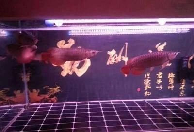 龍魚最小的缸：養(yǎng)一條龍魚最小用多大 龍魚百科 第2張