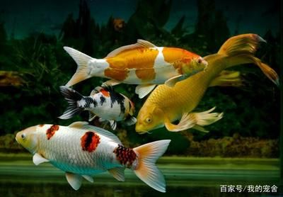 魚缸過(guò)濾器清洗注意事項(xiàng)：魚缸過(guò)濾器清洗的注意事項(xiàng) 魚缸百科 第4張