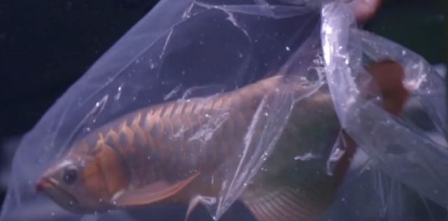 金龍魚頭上掉皮：金龍魚頭部掉皮怎么辦？ 水族問答