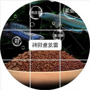 雷龍魚飼料推薦品牌有哪些：雷龍魚飼料用戶評(píng)價(jià)匯總仟湖飼料適合雷龍魚哪個(gè)階段 龍魚百科 第1張