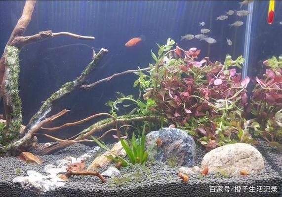 魚缸水質(zhì)異常應急處理：如何處理魚缸水質(zhì)異常 魚缸百科 第6張