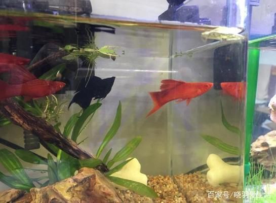 魚缸光照時間設(shè)置技巧：不同季節(jié)魚缸光照調(diào)整方法,魚缸燈光選擇指南 魚缸百科 第3張