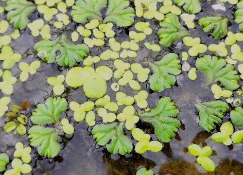 魚缸共生植物：幾種常見的魚缸共生植物 魚缸百科 第3張