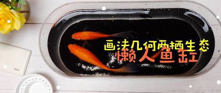 畫法幾何迷你懶人魚缸：畫法幾何迷你懶人魚缸畫法幾何迷你懶人魚缸 魚缸百科 第4張