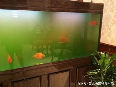 魚缸除藻劑哪個牌子好：魚缸除藻劑使用注意事項 魚缸百科 第4張