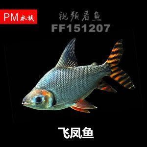 龍魚缸還能養(yǎng)什么魚好：龍魚缸混養(yǎng)的注意事項 龍魚百科 第4張