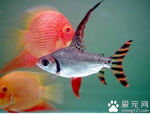 龍魚(yú)和飛鳳：龍魚(yú)和飛鳳魚(yú)混養(yǎng)比例，龍魚(yú)飛鳳魚(yú)水質(zhì)管理，龍魚(yú)飛鳳魚(yú)日常護(hù)理