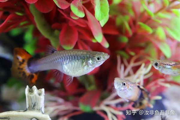 模擬自然光對魚缸生態(tài)的影響：模擬自然光對魚缸生態(tài)有顯著的影響，魚缸光照周期的最佳設置 魚缸百科 第3張