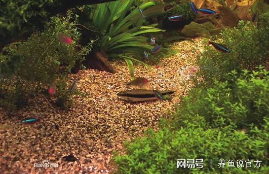 什么木頭放魚缸：魚缸放木頭的注意事項 魚缸百科 第2張