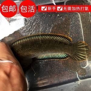 龍魚追咬配魚：如何判斷龍魚的領(lǐng)地意識強弱 龍魚百科 第3張