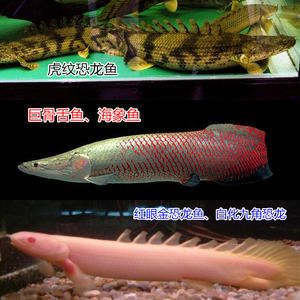 紅龍魚(yú)最高價(jià)格多少一條 紅龍魚(yú)百科 第2張