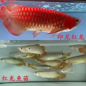 大湖紅龍魚對比印尼紅龍：大湖紅龍魚與印尼紅龍魚的區(qū)別 紅龍魚百科 第5張