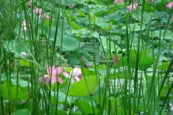 魚缸水草選擇與養(yǎng)護技巧：水草布局藝術(shù)指南，水族箱水質(zhì)管理實用技巧 魚缸百科 第5張