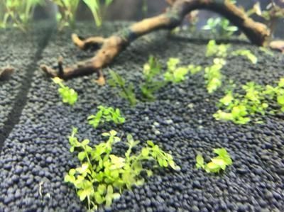 森森魚缸加熱棒哪個型號最好：森森豪華型魚缸加熱棒 魚缸百科 第5張