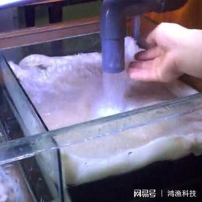 海豚魚缸水質(zhì)澄清劑怎么用：海豚魚缸水質(zhì)澄清劑怎么用海豚魚缸水質(zhì)澄清劑的使用方法 魚缸百科 第1張