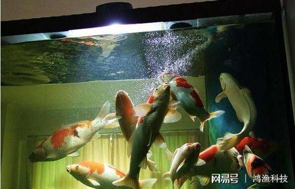 海豚魚缸水質(zhì)澄清劑怎么用：海豚魚缸水質(zhì)澄清劑怎么用海豚魚缸水質(zhì)澄清劑的使用方法 魚缸百科 第2張