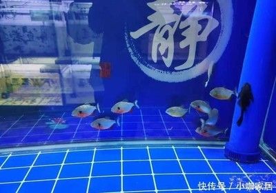 大禹魚缸聯(lián)系方式：大禹水族魚缸產(chǎn)品評價，大禹水族創(chuàng)新技術(shù)應(yīng)用 魚缸百科 第3張