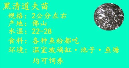 金龍魚為什么這么貴：為什么金龍魚的價格普遍高于普通鯉魚？ 水族問答 第1張