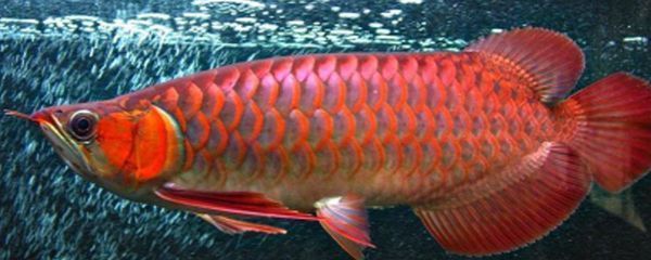 紅龍魚(yú)水溫調(diào)控的誤區(qū)：紅龍魚(yú)水溫調(diào)控的正確方法 龍魚(yú)百科 第2張