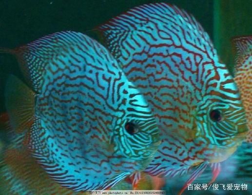 水族箱布局優(yōu)化策略：水族箱布局優(yōu)化 龍魚百科 第3張