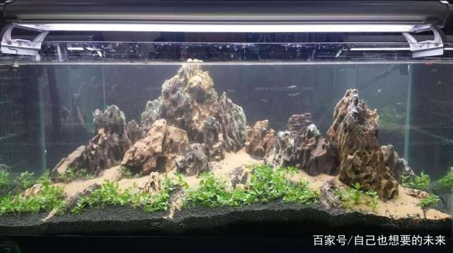 水族箱布局優(yōu)化策略：水族箱布局優(yōu)化 龍魚百科 第5張