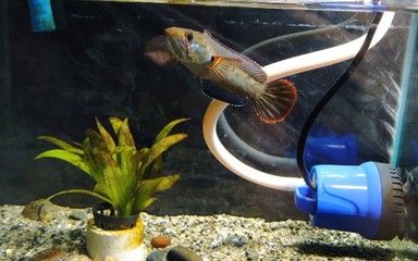 雷龍魚水族箱燈具功率選擇：雷龍魚水族箱led燈品牌推薦 龍魚百科 第5張