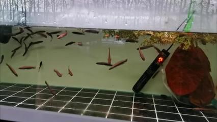 雷龍魚水族箱燈具功率選擇：雷龍魚水族箱led燈品牌推薦 龍魚百科 第4張