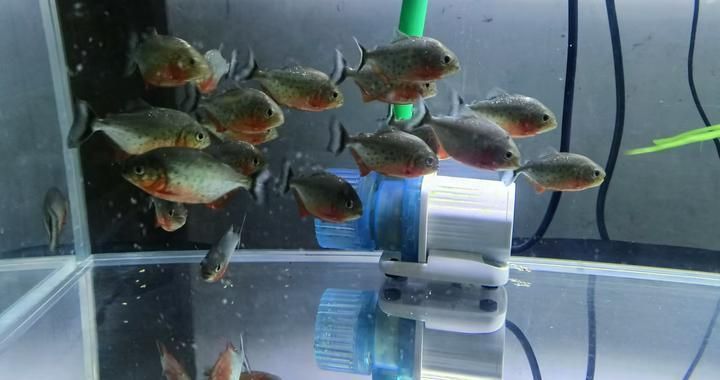 金龍魚未來市值：金龍魚未來市值趨勢分析 水族問答 第2張