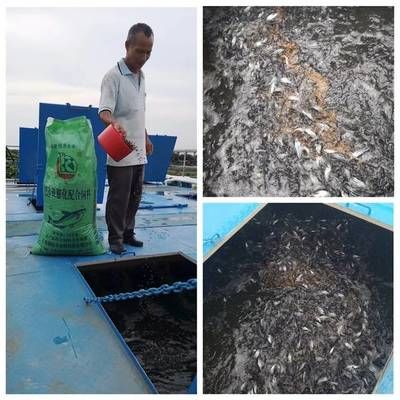 金龍魚喂大麥蟲怎么喂：金龍魚喂食大麥蟲是一種常見的魚類養(yǎng)護(hù)方法以下是詳細(xì)的步驟 水族問(wèn)答