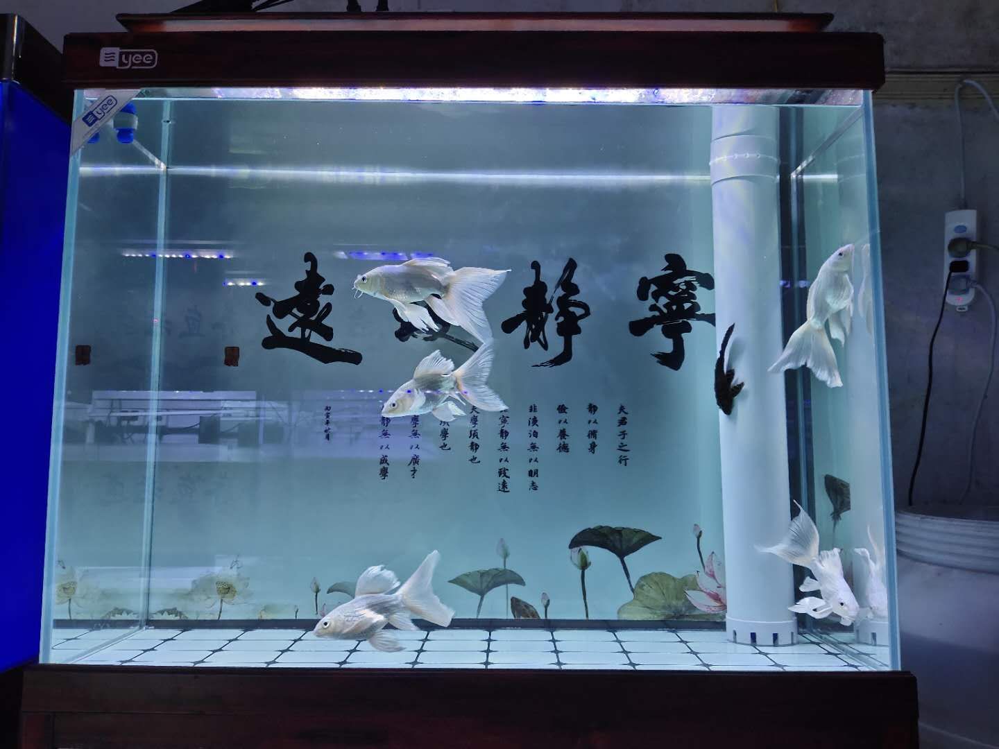 善十魚(yú)缸：善十魚(yú)缸價(jià)格對(duì)比分析“善十魚(yú)缸”價(jià)格對(duì)比分析 魚(yú)缸百科 第2張