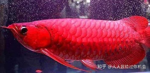 紅龍魚發(fā)色溫度多少合適：紅龍魚發(fā)色期飼料選擇 龍魚百科 第1張