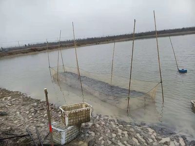 金龍魚(yú)喂多少飼料最好：金龍魚(yú)喂食頻率和喂食頻率應(yīng)根據(jù)生長(zhǎng)階段和生活環(huán)境進(jìn)行調(diào)整 水族問(wèn)答 第2張