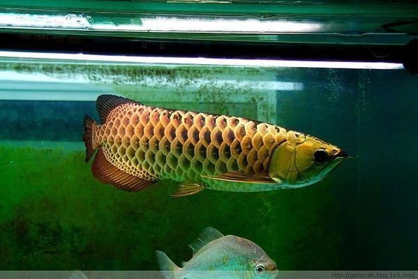 紅龍魚怎么用燈光：紅龍魚燈光使用方法 紅龍魚百科 第5張