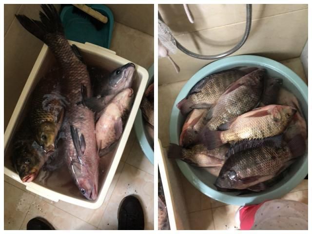 如何自制青龍魚飼料：自制青龍魚飼料的步驟和注意事項(xiàng) 龍魚百科 第1張