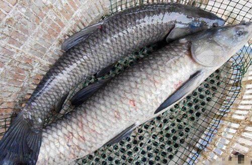 如何自制青龍魚飼料：自制青龍魚飼料的步驟和注意事項(xiàng) 龍魚百科 第3張