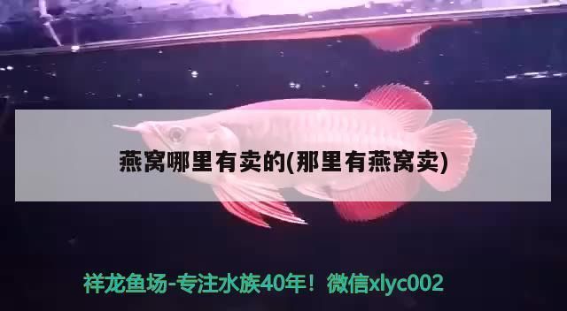 龍魚專用燈是多少伏的好：如何根據(jù)水族箱大小選燈，龍魚專用燈品牌推薦 龍魚百科 第3張