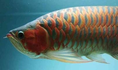 山東紅龍魚(yú)價(jià)格表最新：山東紅龍魚(yú)價(jià)格波動(dòng)原因紅龍魚(yú)與其他龍魚(yú)品種比較 紅龍魚(yú)百科 第4張