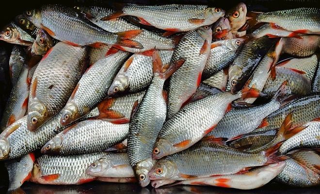 龍魚(yú)缸氣泵放哪里：如何選擇適合龍魚(yú)缸的氣泵 龍魚(yú)百科 第3張