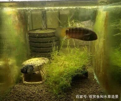 魟魚缸內(nèi)布局優(yōu)化技巧：在魚缸內(nèi)布局的優(yōu)化技巧以提高其生活質(zhì)量和觀賞效果 魚缸百科 第4張