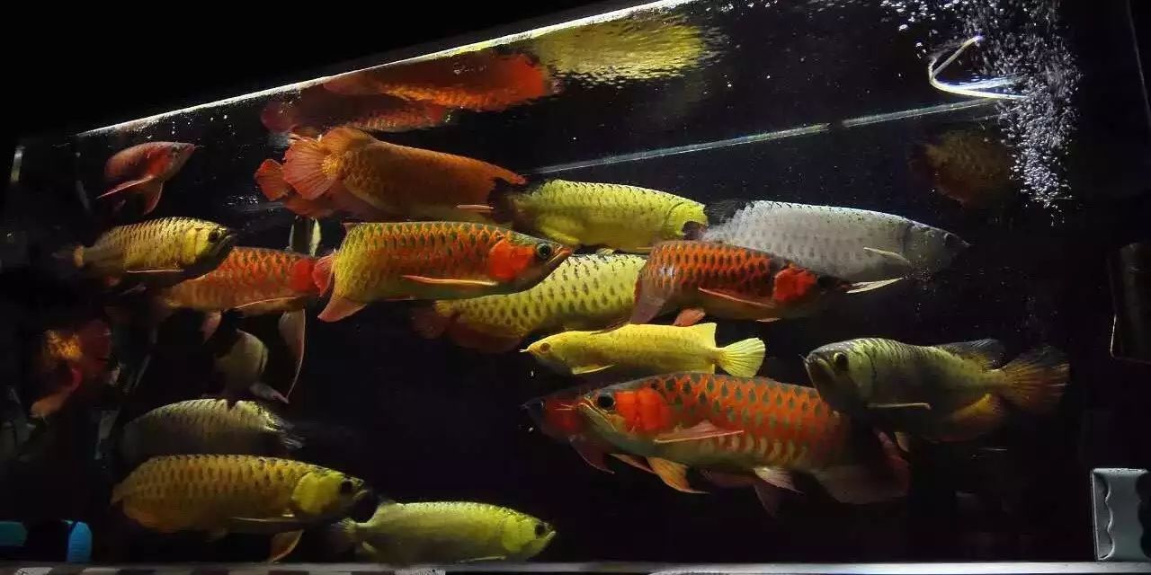 龍魚用什么缸好：龍魚的飼養(yǎng)與維護(hù) 龍魚百科 第5張