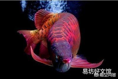 綠皮辣椒紅龍魚發(fā)色過程圖解：綠皮辣椒紅龍魚發(fā)色過程 紅龍魚百科 第1張