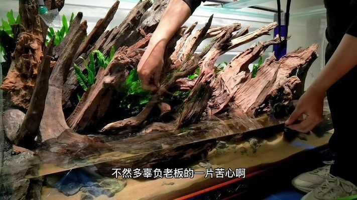 龍魚缸可以改成草缸嗎：龍魚缸可以改造成草缸嗎 龍魚百科 第1張