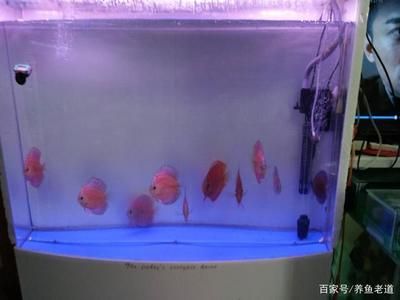 魚缸過濾棉多久換一次：魚缸過濾棉更換周期，魚缸過濾棉清洗技巧 魚缸百科 第2張